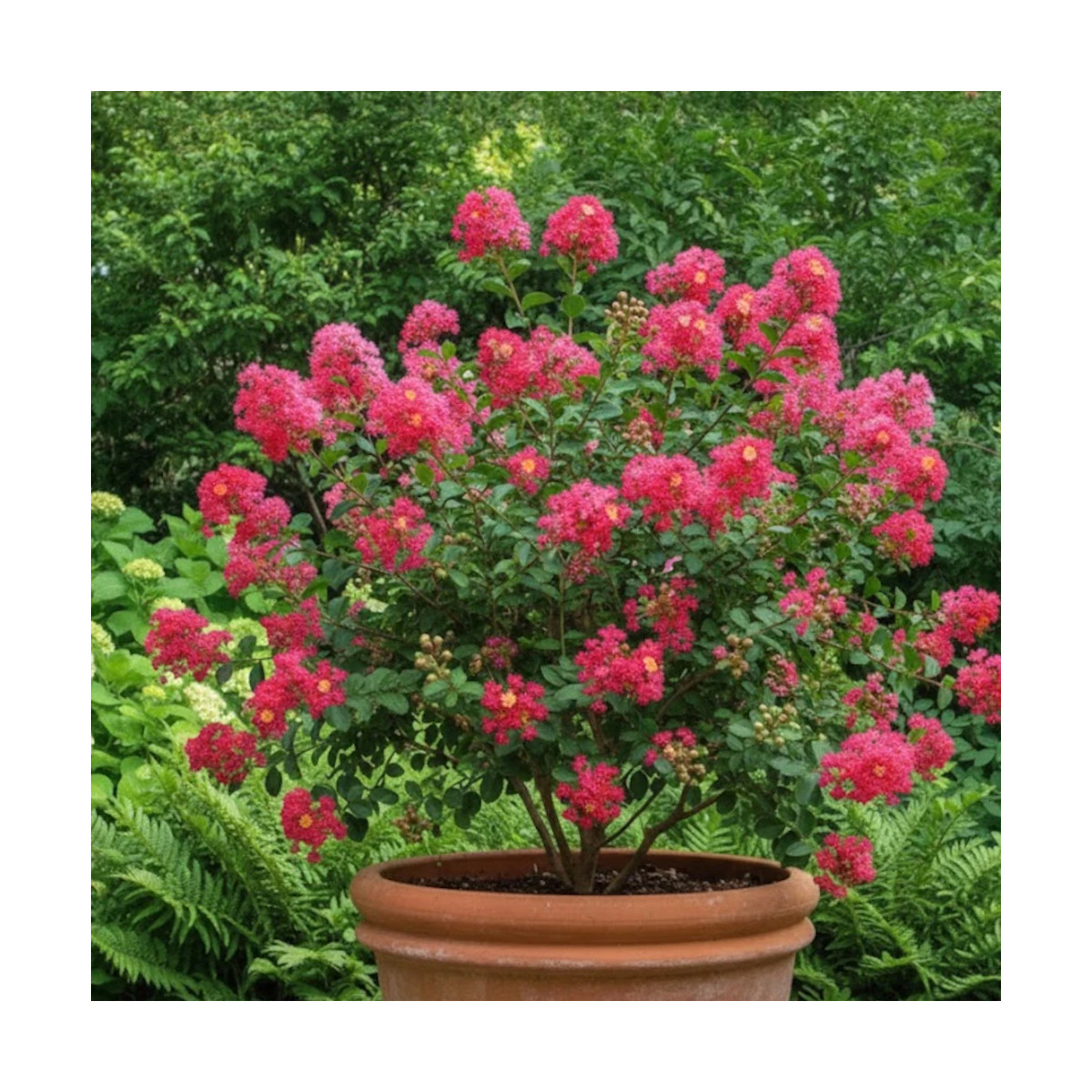 Lilas des Indes Rouge, Lagerstroemia