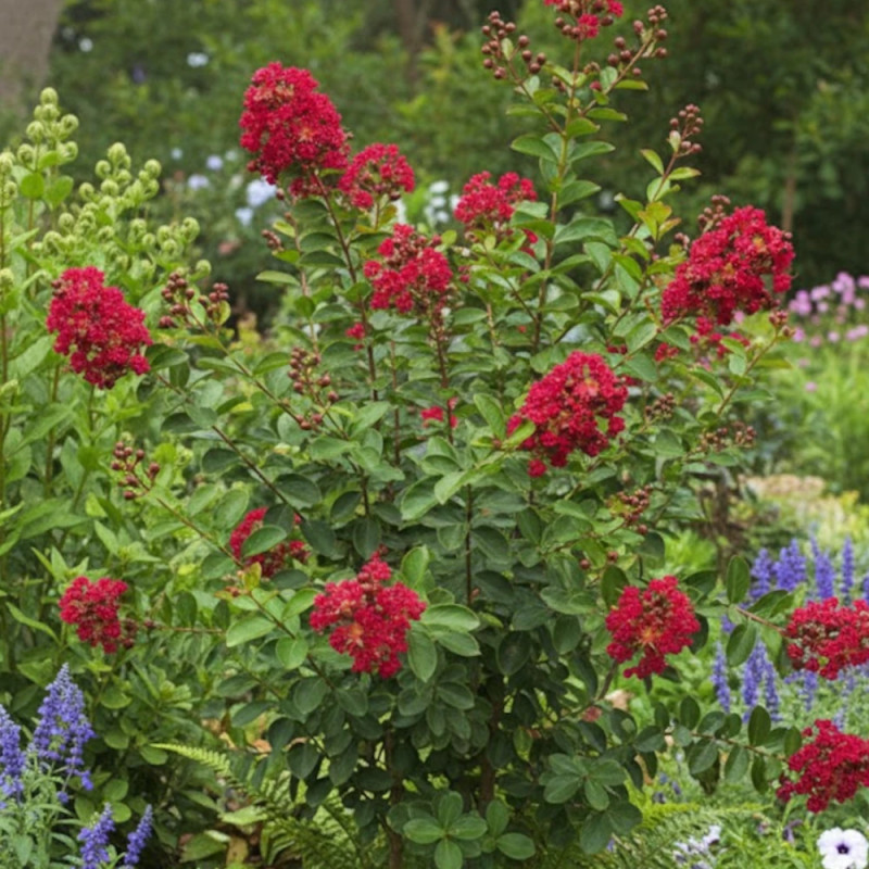 Lilas des Indes Rouge, Lagerstroemia