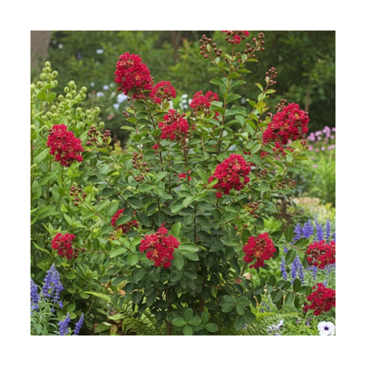 Lilas des Indes Rouge, Lagerstroemia