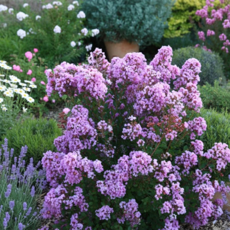 Lilas des Indes With Love® Eternal 'Milavio', Lagerstroemia