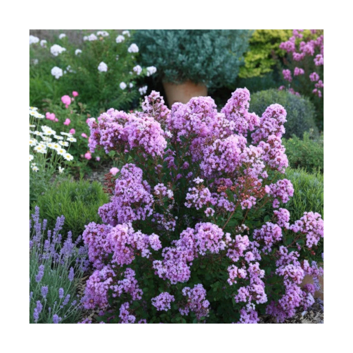 Lilas des Indes With Love® Eternal 'Milavio', Lagerstroemia