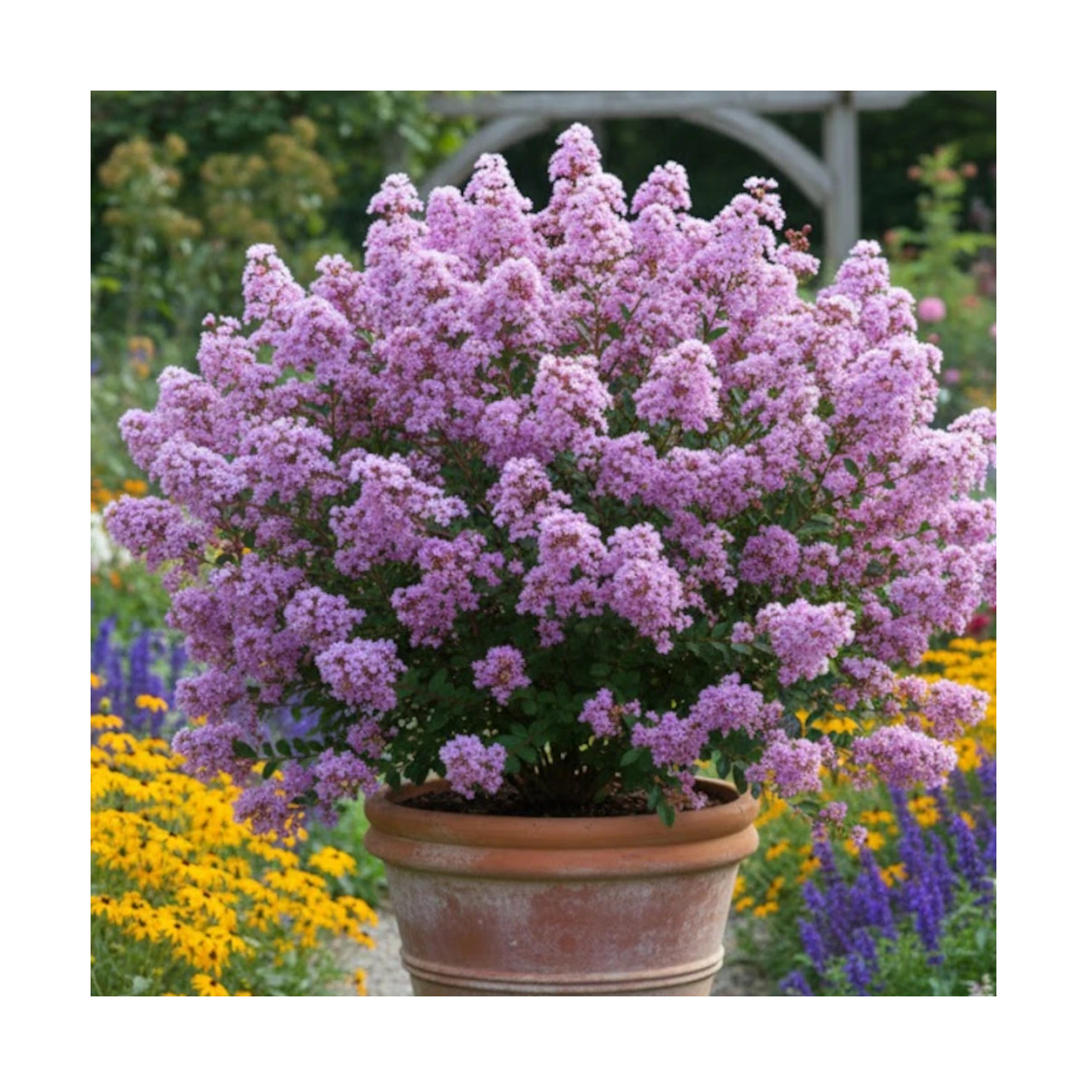 Lilas des Indes With Love® Eternal 'Milavio', Lagerstroemia