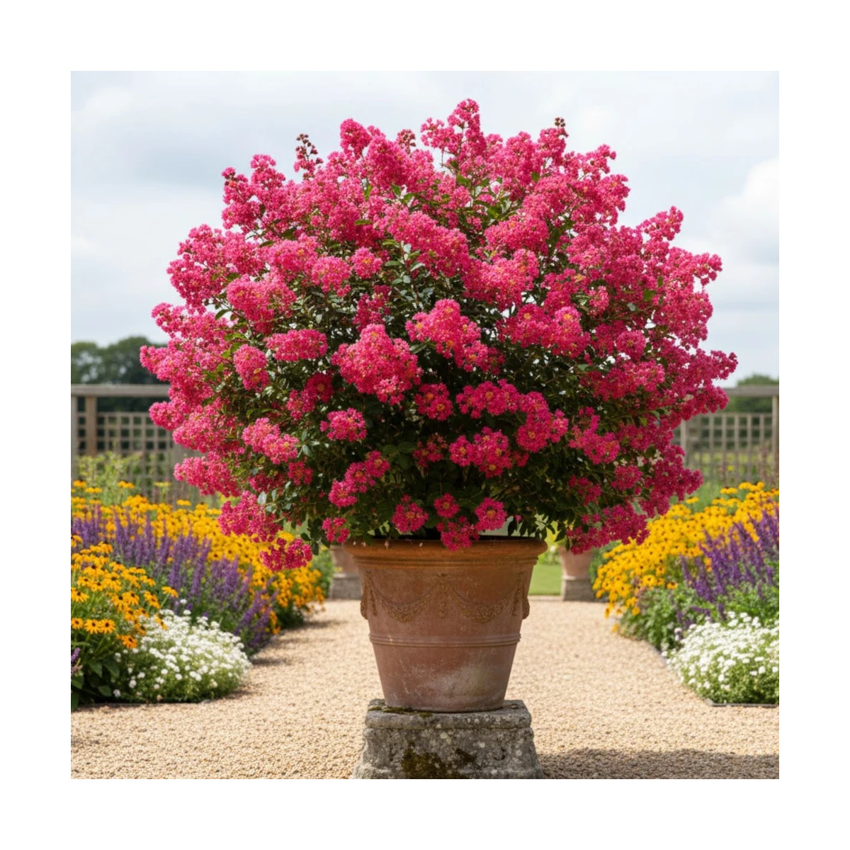 Lilas des Indes With Love® Kiss 'Milarosso', Lagerstroemia Lilas des Indes With Love® Kiss 'Milarosso', Lagerstroemia