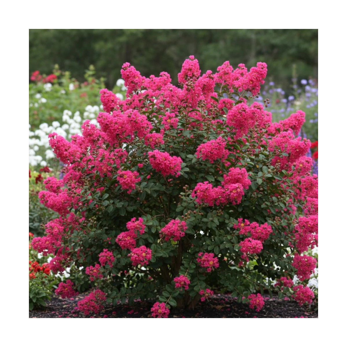 Lilas des Indes With Love® Kiss 'Milarosso', Lagerstroemia Lilas des Indes With Love® Kiss 'Milarosso', Lagerstroemia