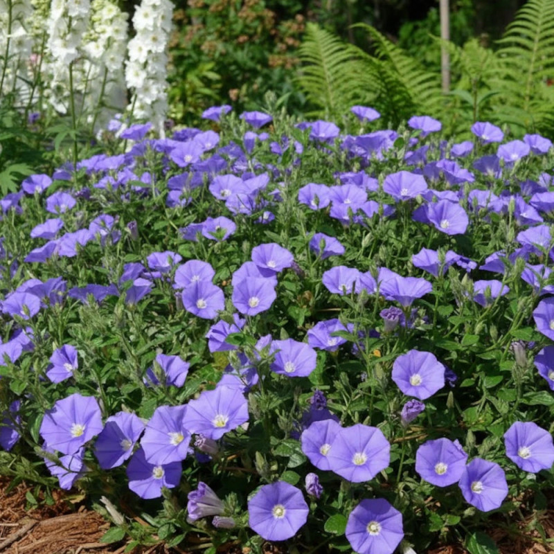 Liseron Blue Cascade, Convolvulus