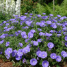 Liseron Blue Cascade, Convolvulus