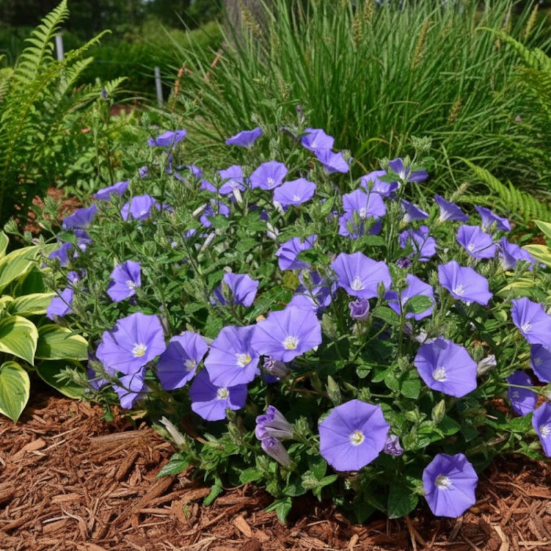 Liseron Blue Cascade, Convolvulus