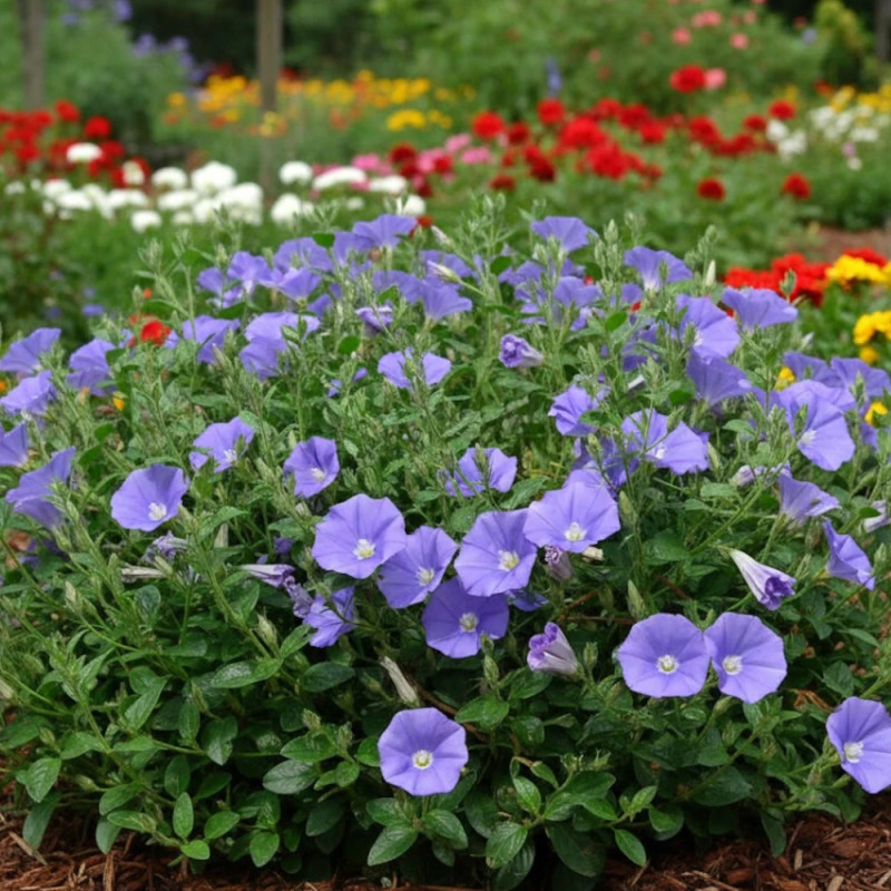 Liseron Blue Cascade, Convolvulus