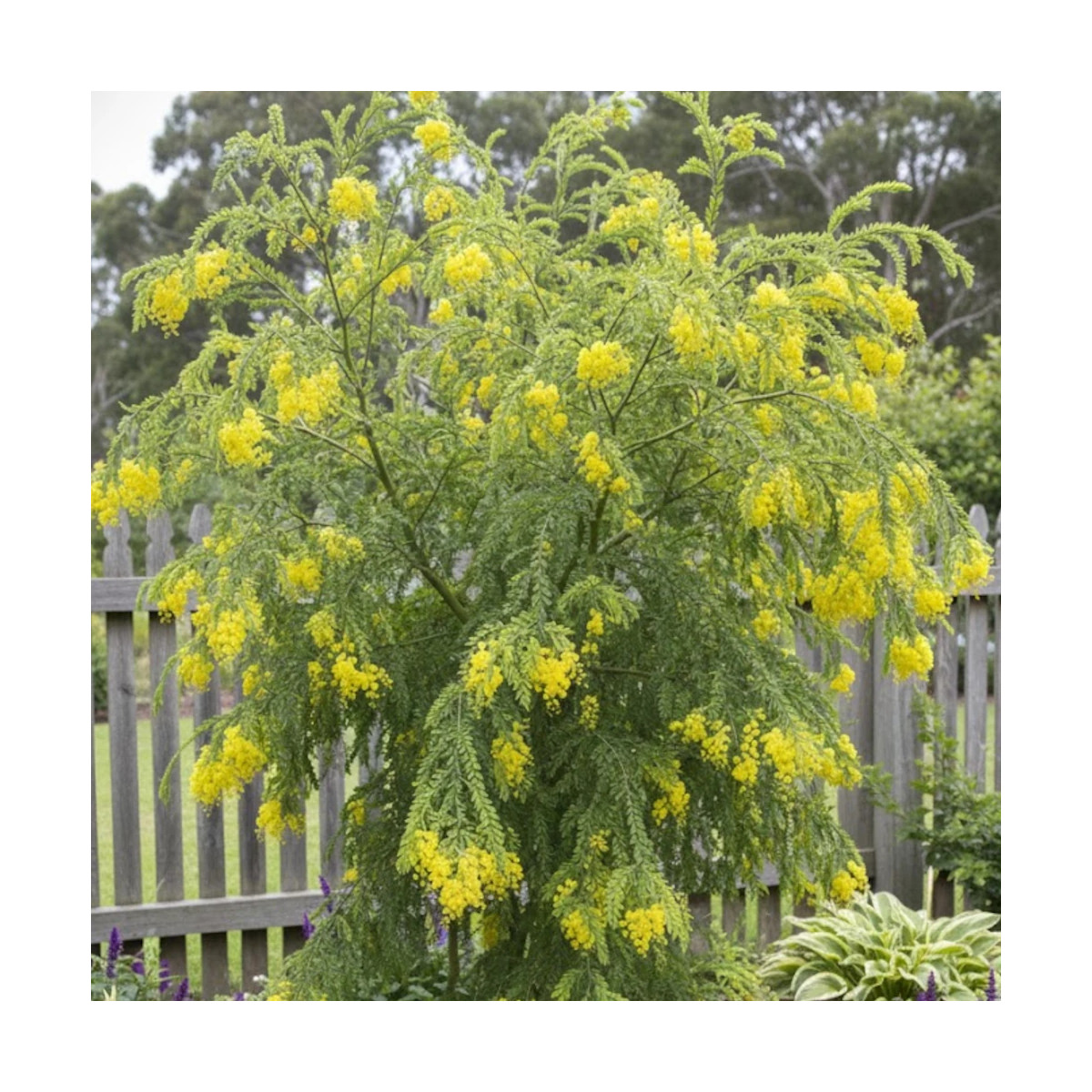 Mimosa à feuille triangulaire