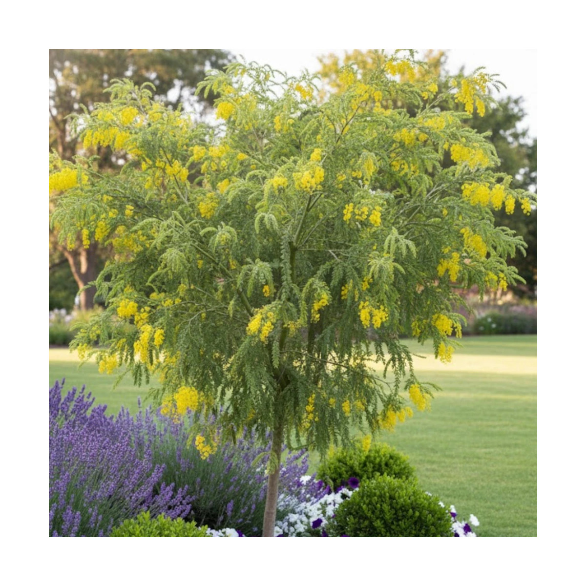 Mimosa à feuille triangulaire