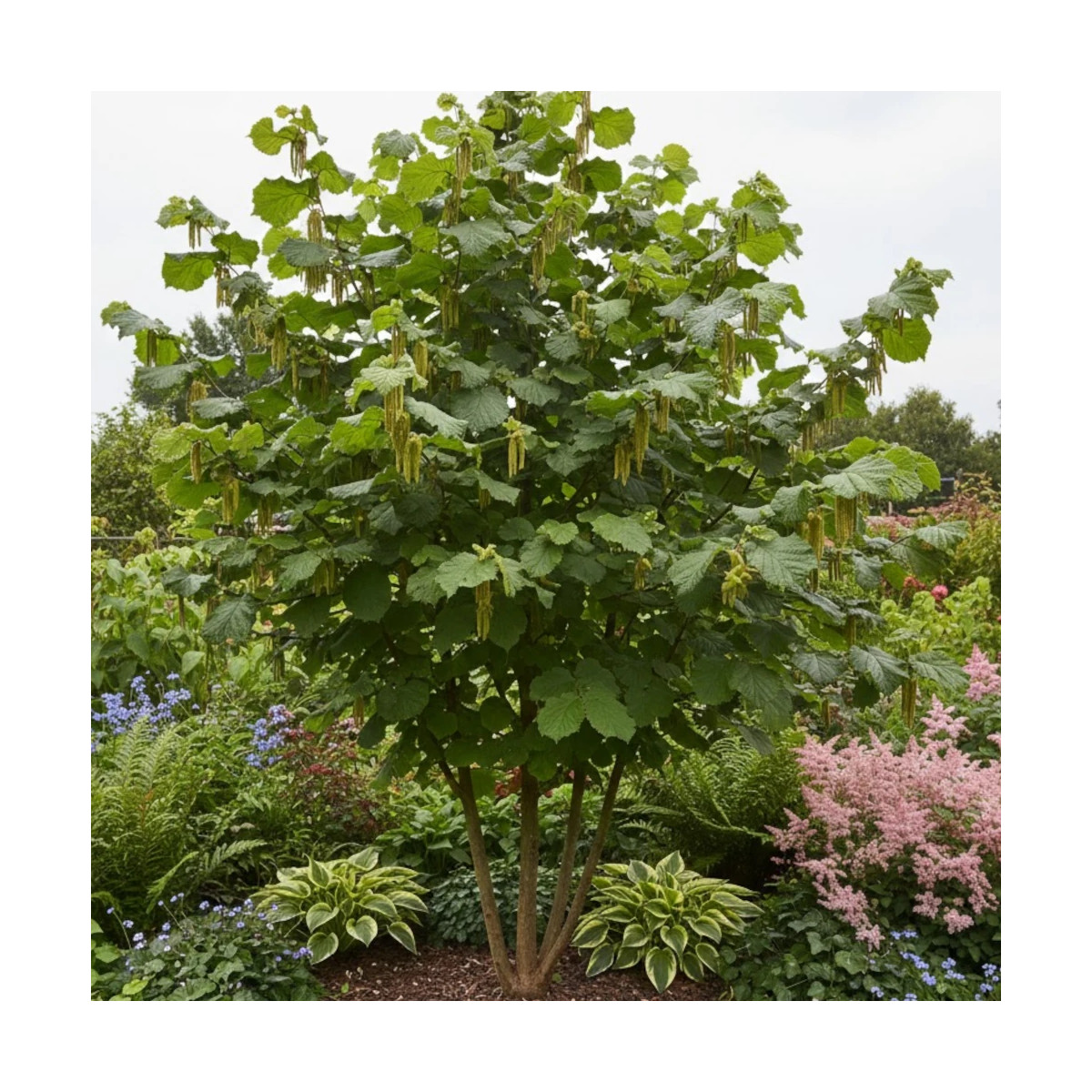 Noisetier commun - SILENCE, ça pousse !, Corylus Noisetier commun - SILENCE, ça pousse !, Corylus