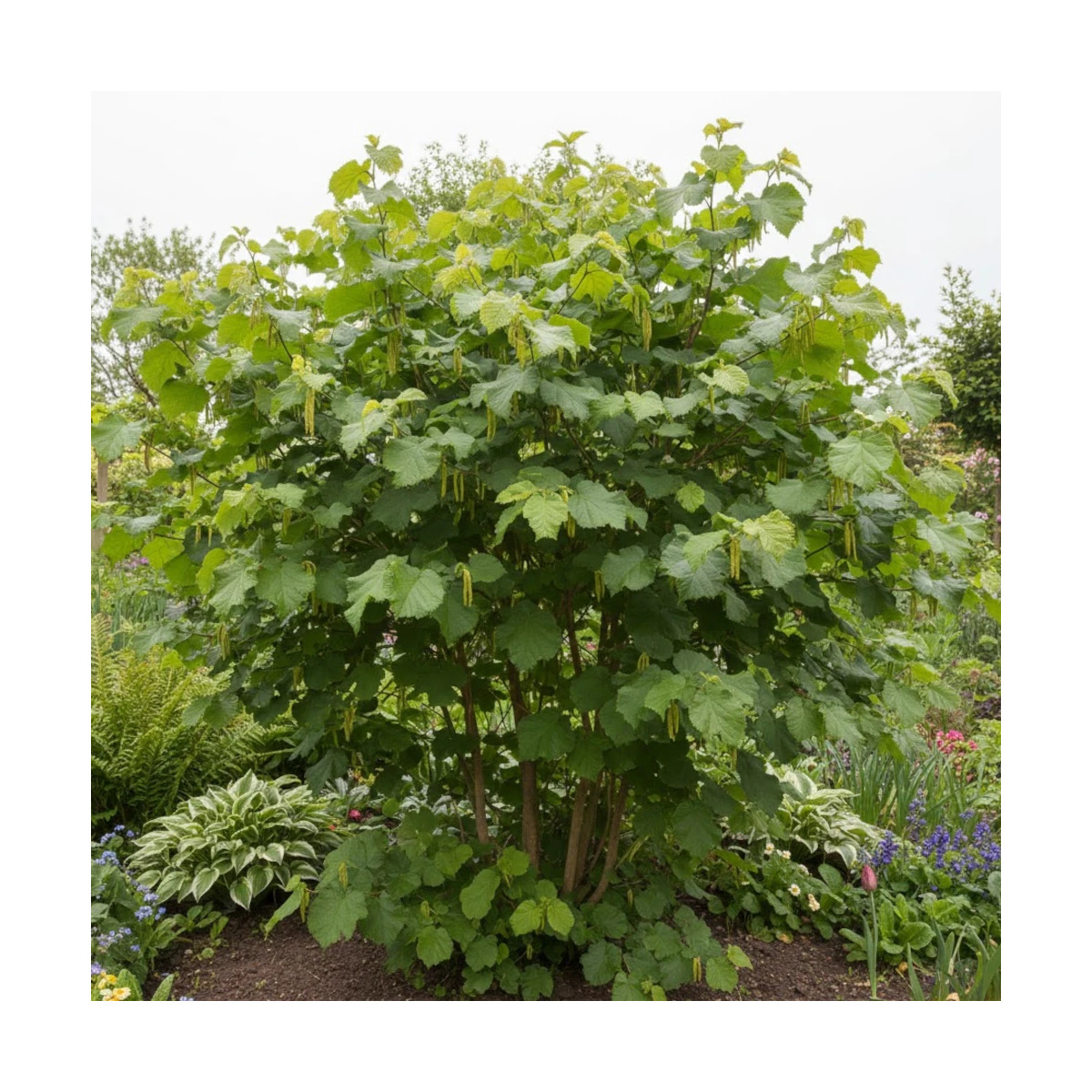 Noisetier commun - SILENCE, ça pousse !, Corylus Noisetier commun - SILENCE, ça pousse !, Corylus