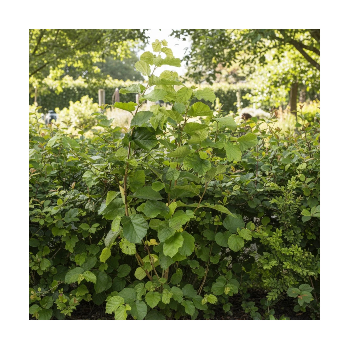 Noisetier commun - SILENCE, ça pousse !, Corylus Noisetier commun - SILENCE, ça pousse !, Corylus