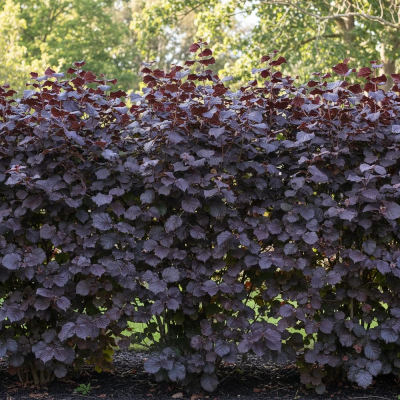 Noisetier pourpre - SILENCE, ça pousse !, Corylus