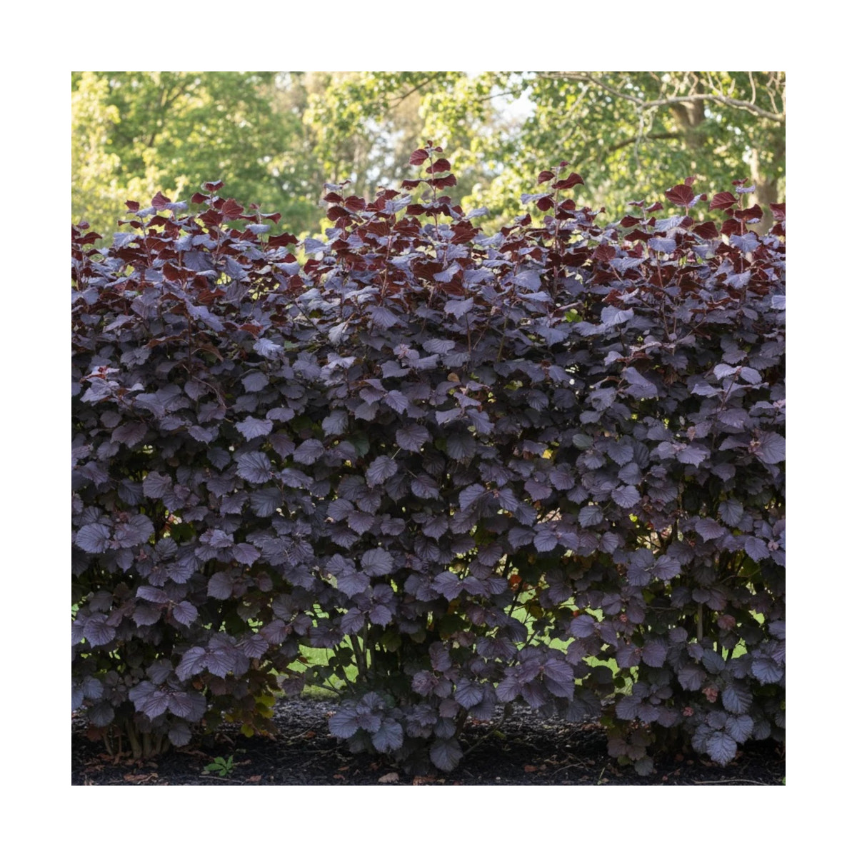 Noisetier pourpre - SILENCE, ça pousse !, Corylus