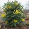 Mahonia Winter Sun