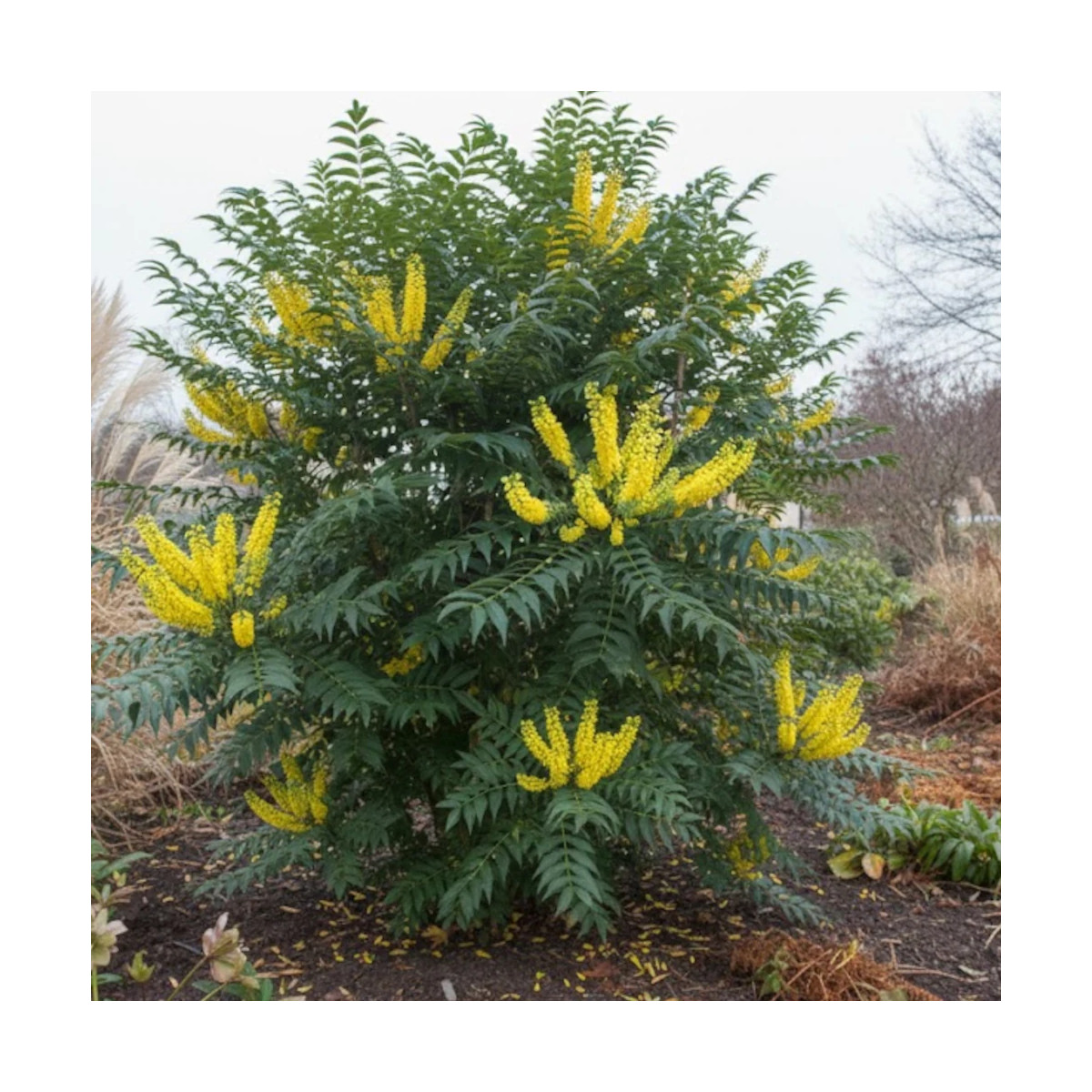 Mahonia Winter Sun Mahonia Winter Sun