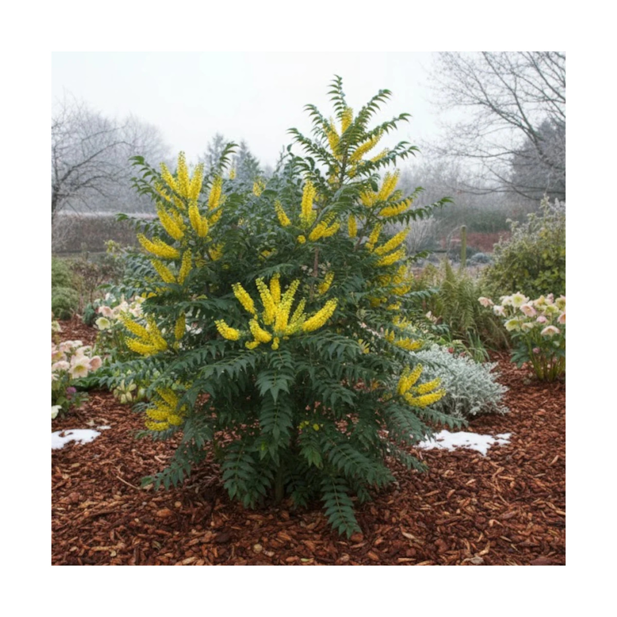Mahonia Winter Sun Mahonia Winter Sun