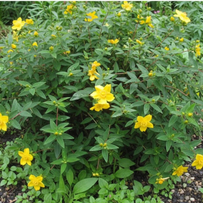 Millepertuis calycinum, Hypericum