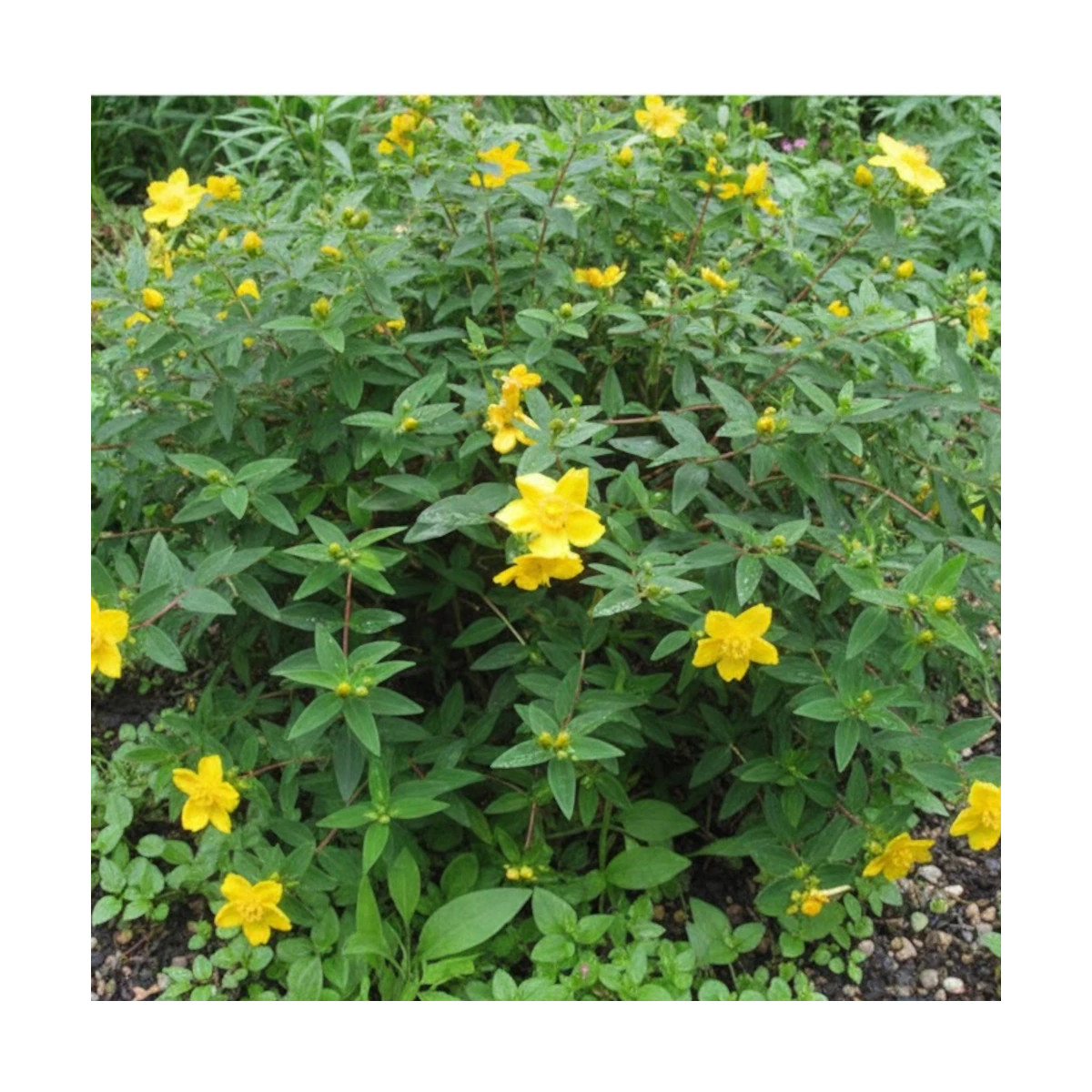 Millepertuis calycinum, Hypericum
