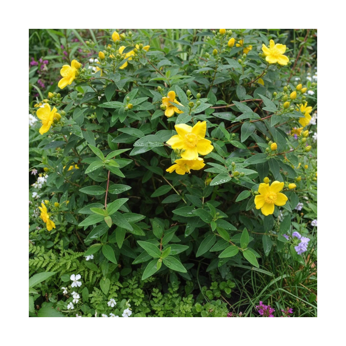 Millepertuis calycinum, Hypericum