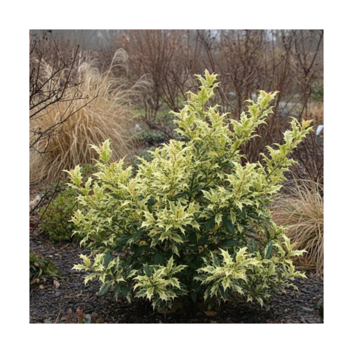 Osmanthe Goshiki, Osmanthus Osmanthe Goshiki, Osmanthus