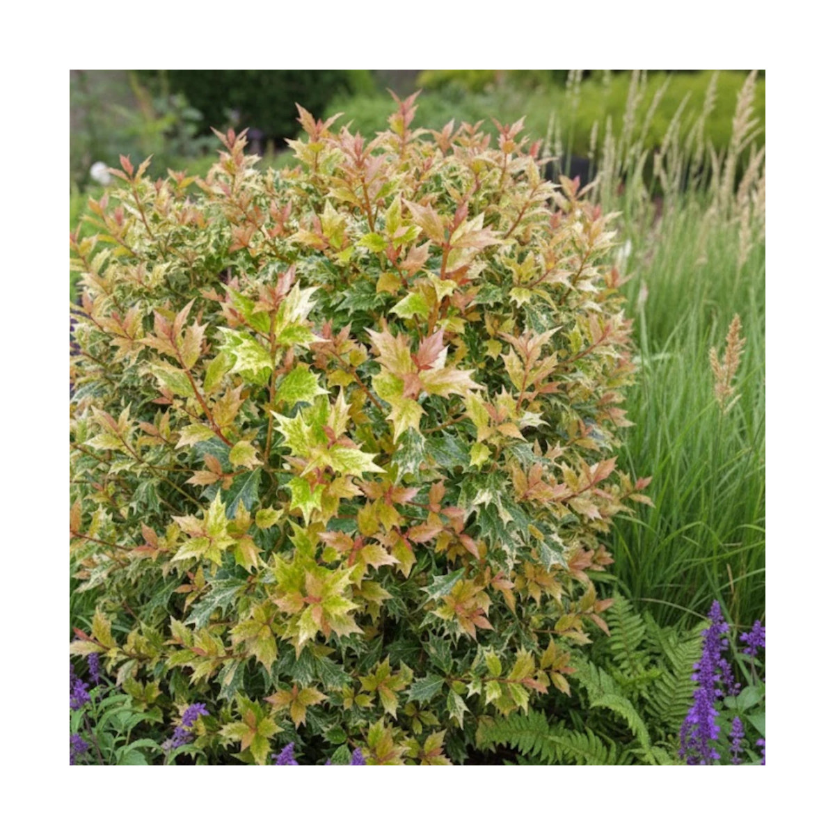 Osmanthe Goshiki, Osmanthus Osmanthe Goshiki, Osmanthus