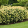 Osmanthe Goshiki, Osmanthus
