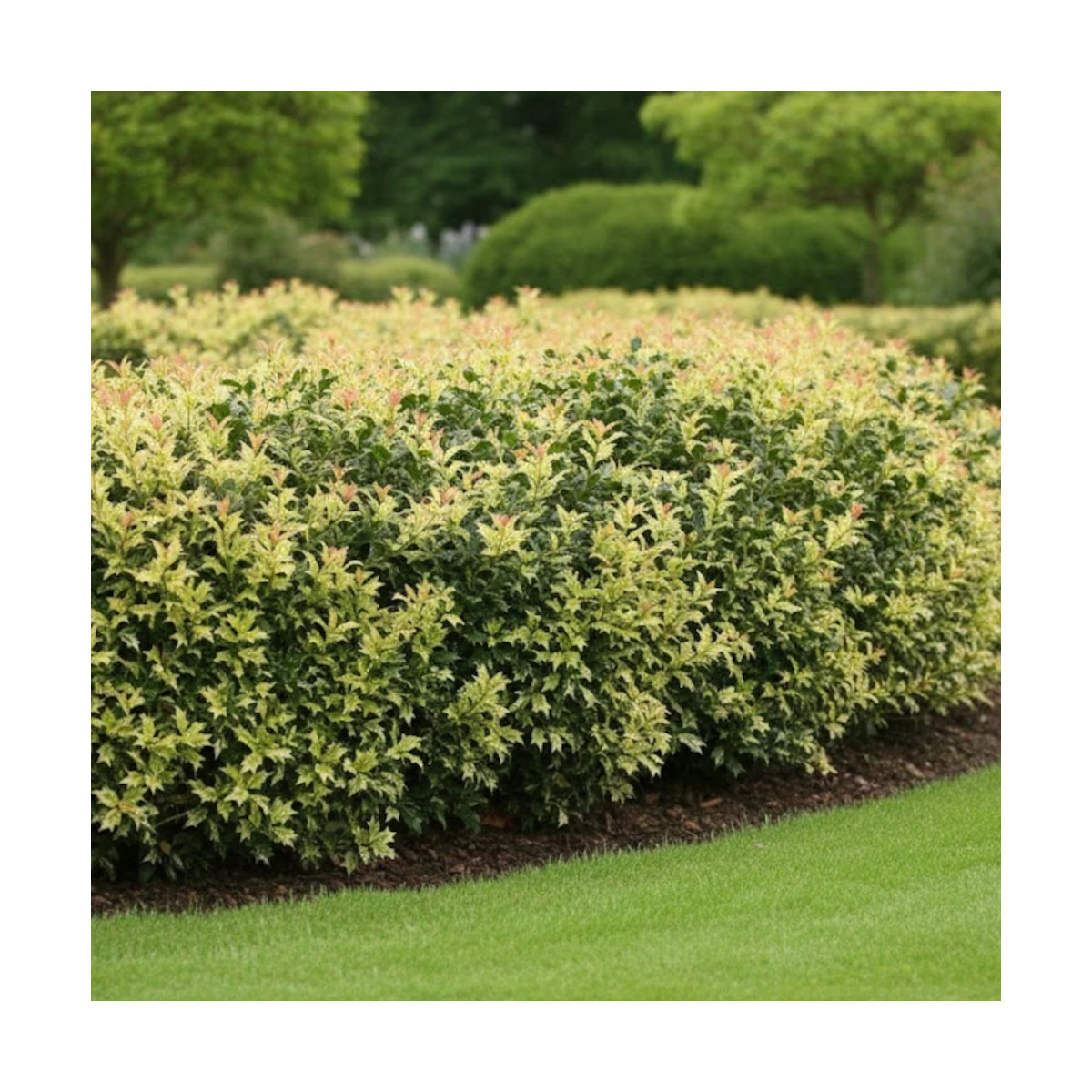 Osmanthe Goshiki, Osmanthus Osmanthe Goshiki, Osmanthus