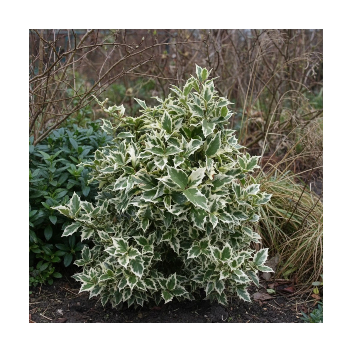 Osmanthe panaché, Osmanthus