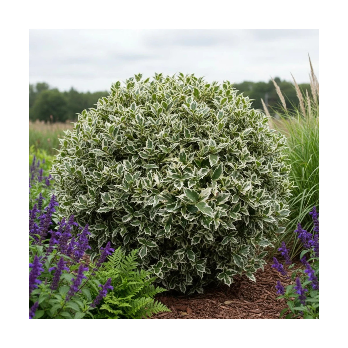 Osmanthe panaché, Osmanthus