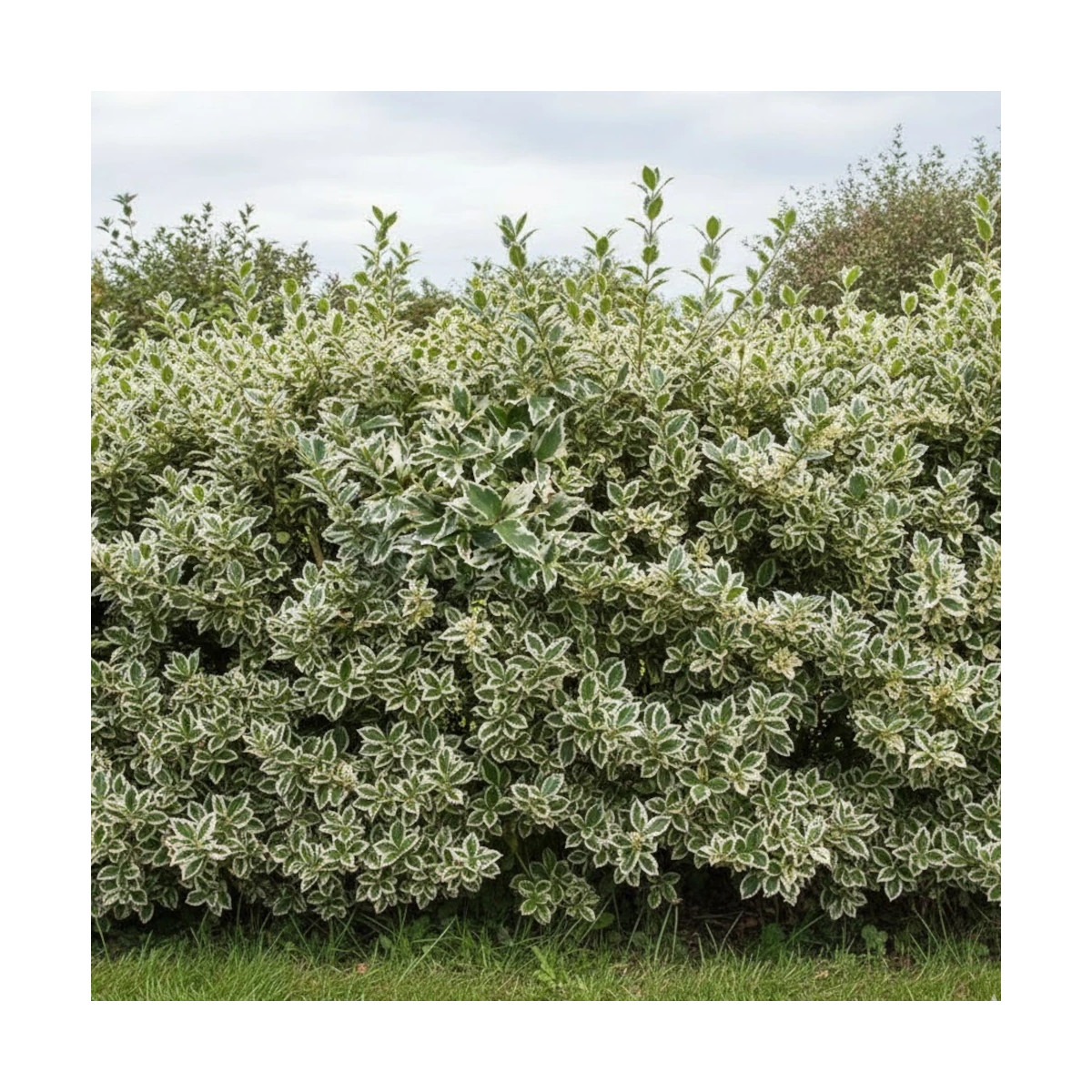 Osmanthe panaché, Osmanthus