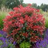 Photinia Camilvy