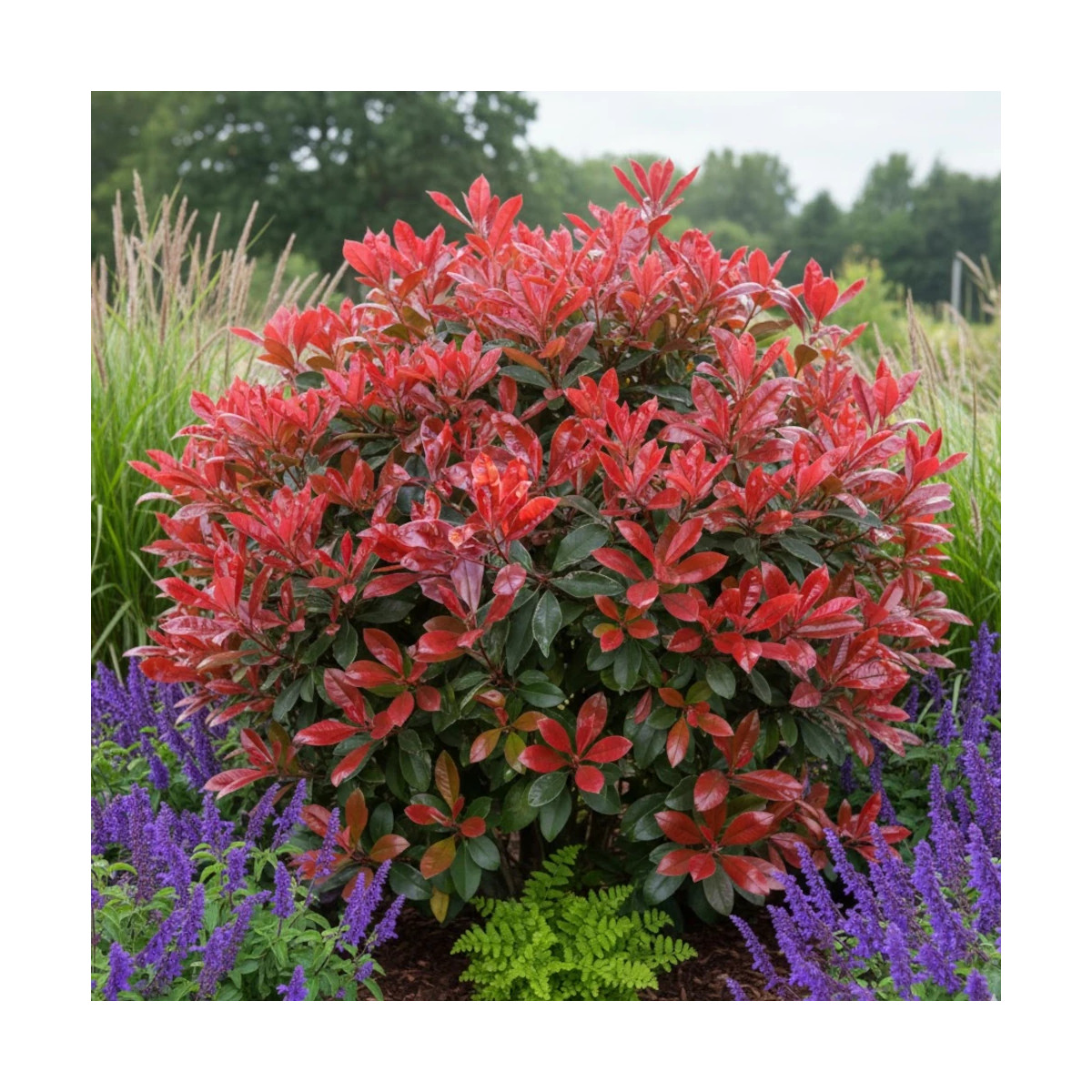 Photinia Camilvy