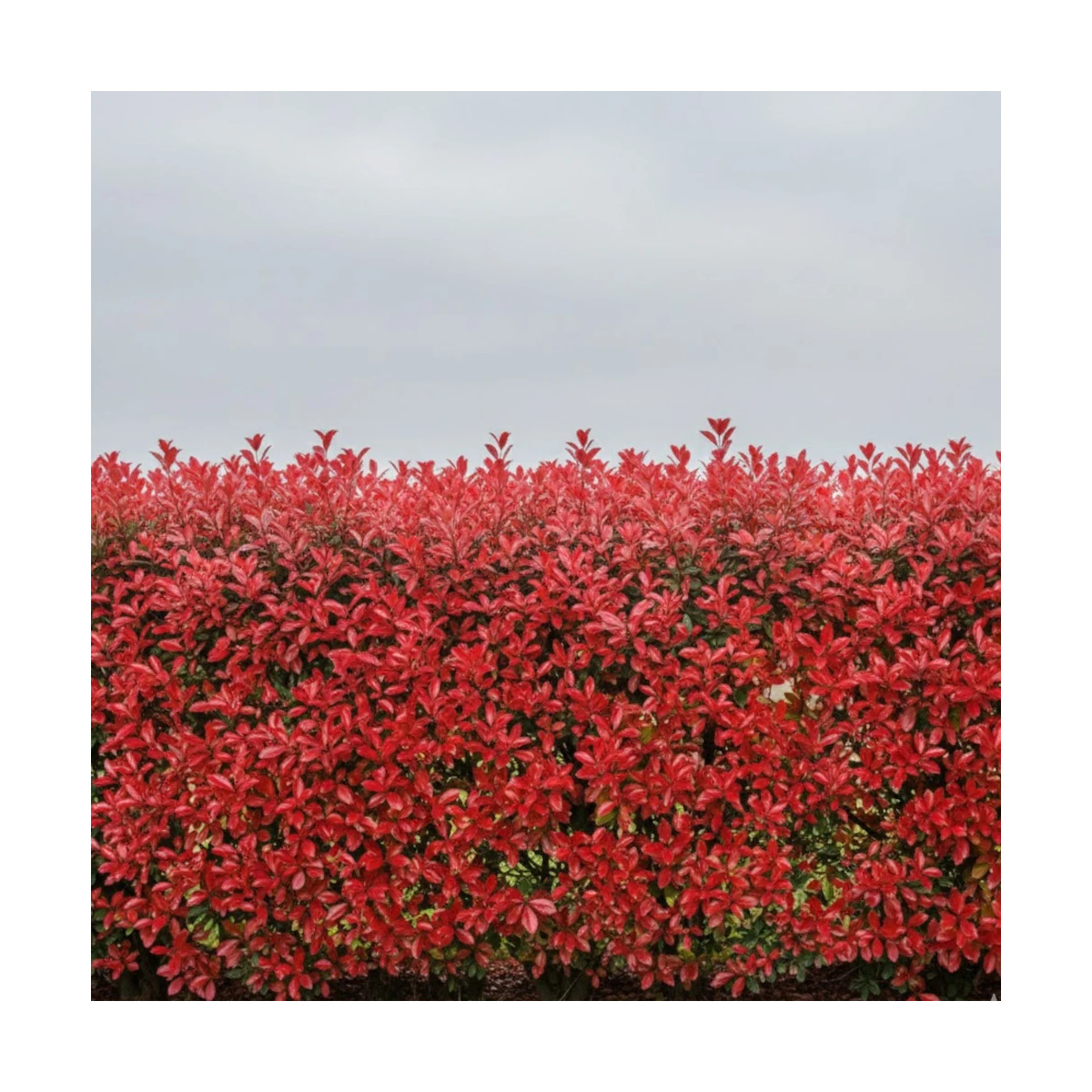 Photinia Camilvy