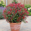 Photinia nain