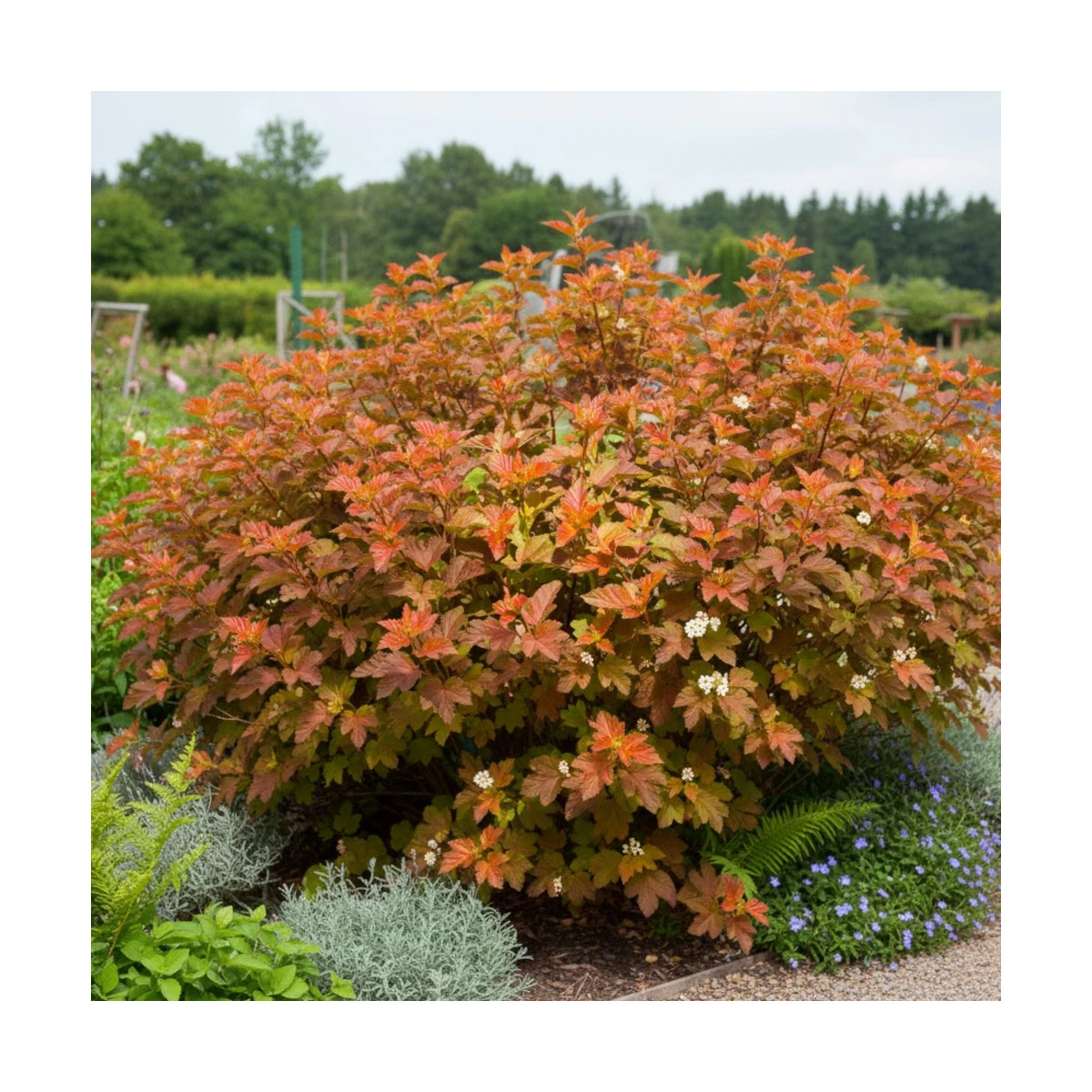 Physocarpus Amber Jubilee® 'Jefam', Physocarpe