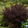 Physocarpus Black Light® \'Minbla3\', Physocarpe