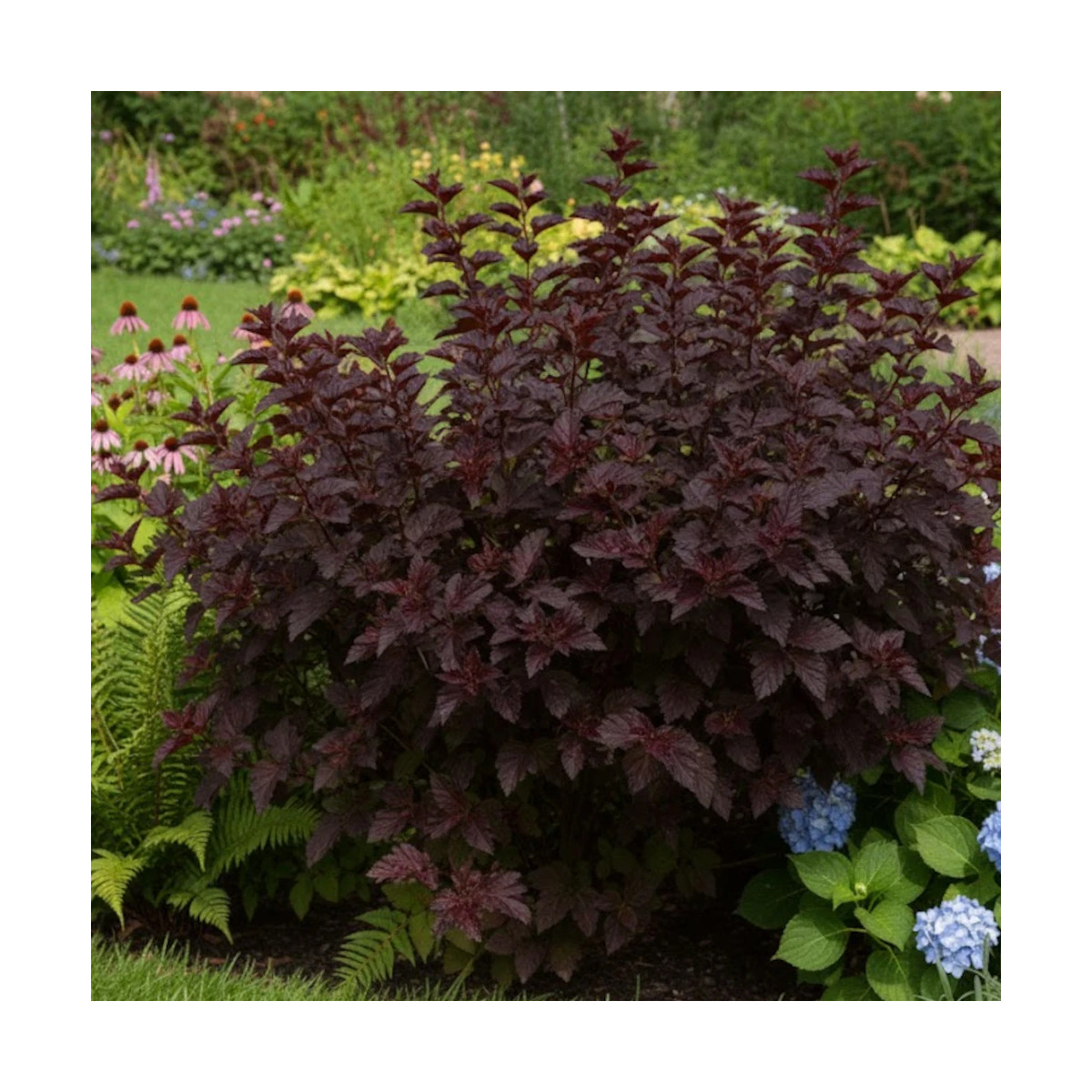 Physocarpus Black Light® 'Minbla3', Physocarpe Physocarpus Black Light® 'Minbla3', Physocarpe