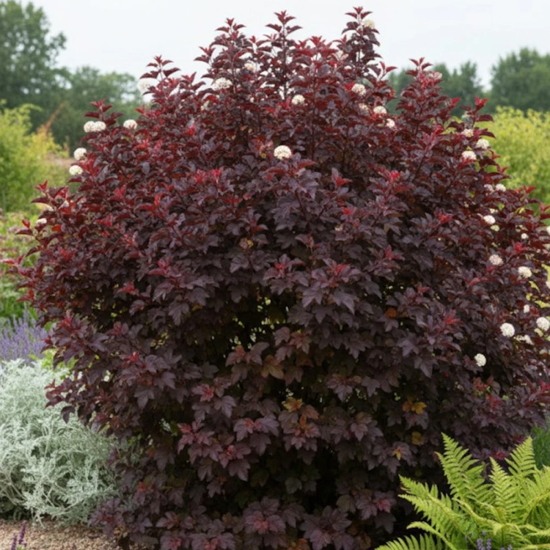 Physocarpus Black Light® 'Minbla3', Physocarpe