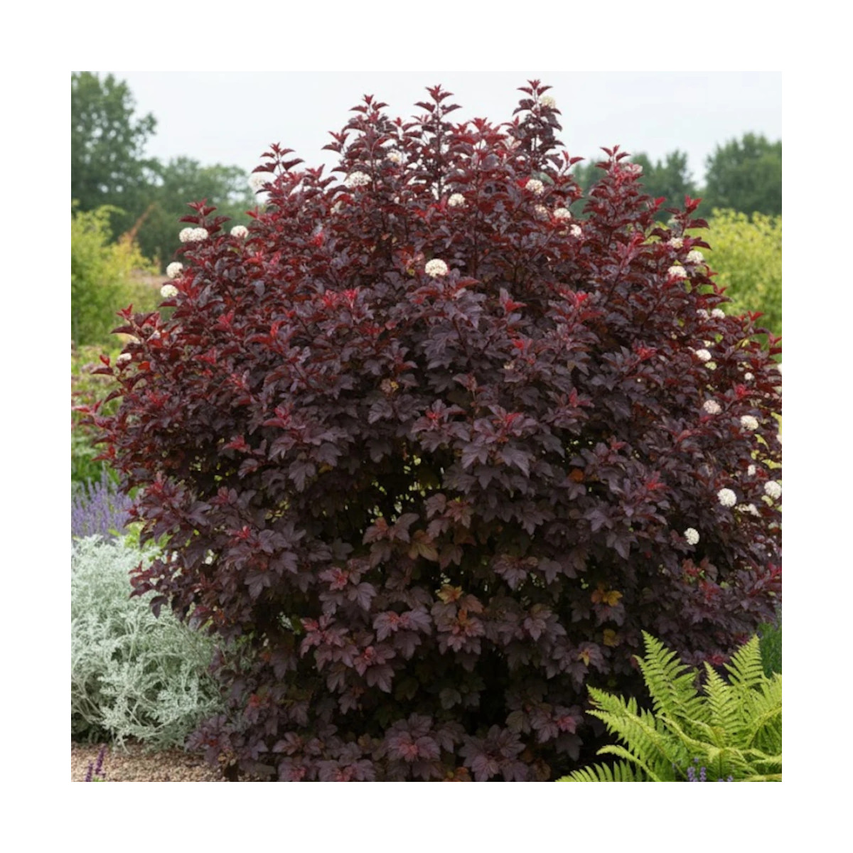 Physocarpus Black Light® 'Minbla3', Physocarpe Physocarpus Black Light® 'Minbla3', Physocarpe