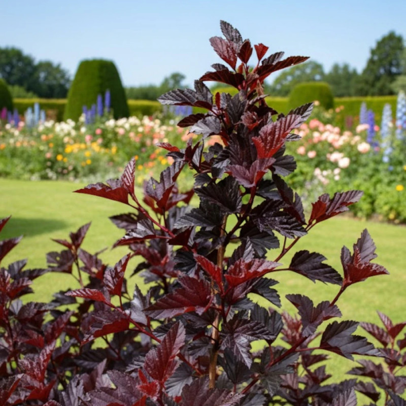 Physocarpus Black Light® 'Minbla3', Physocarpe