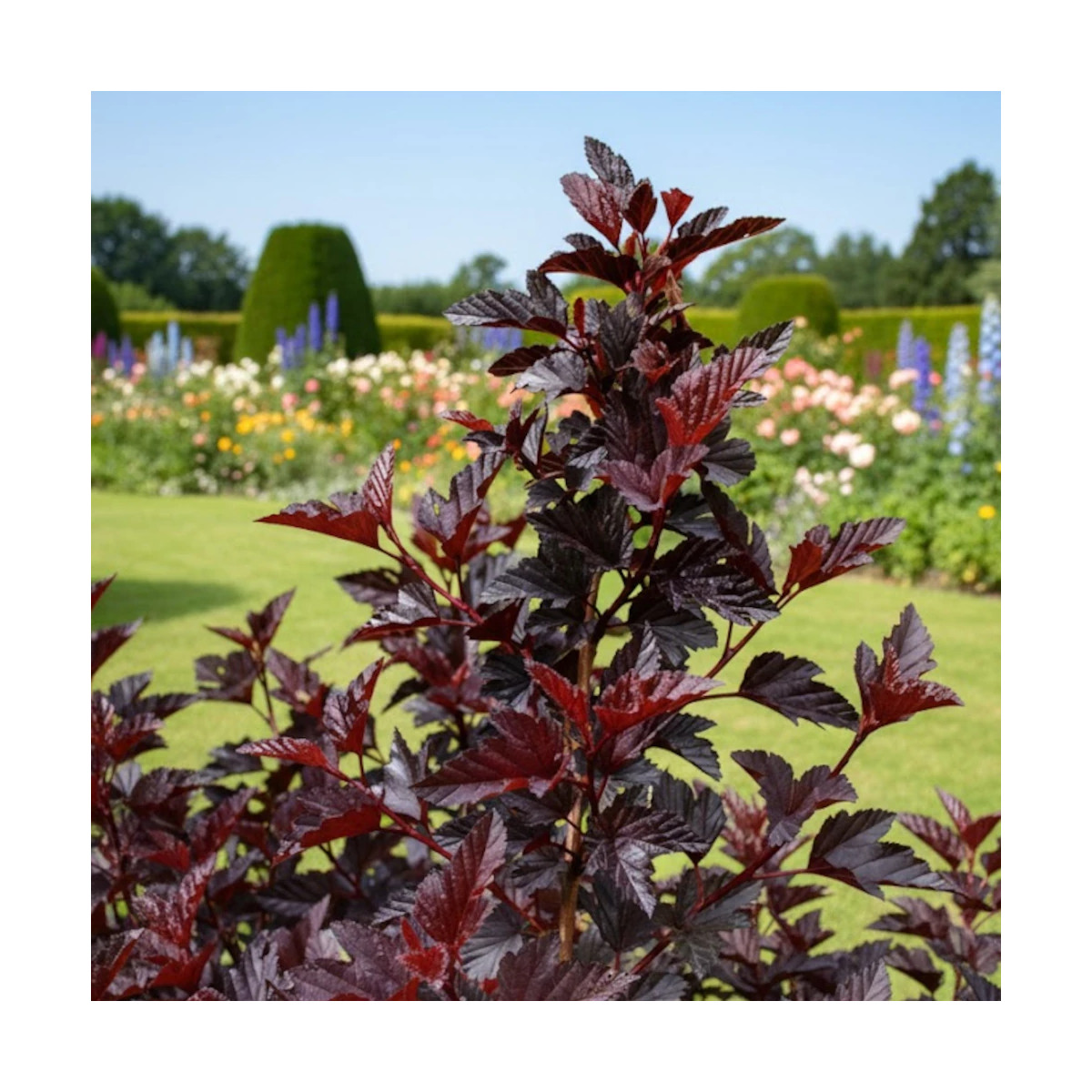Physocarpus Black Light® 'Minbla3', Physocarpe Physocarpus Black Light® 'Minbla3', Physocarpe