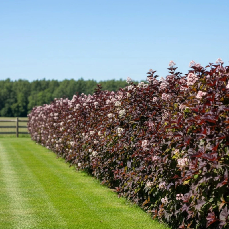 Physocarpus Black Light® 'Minbla3', Physocarpe