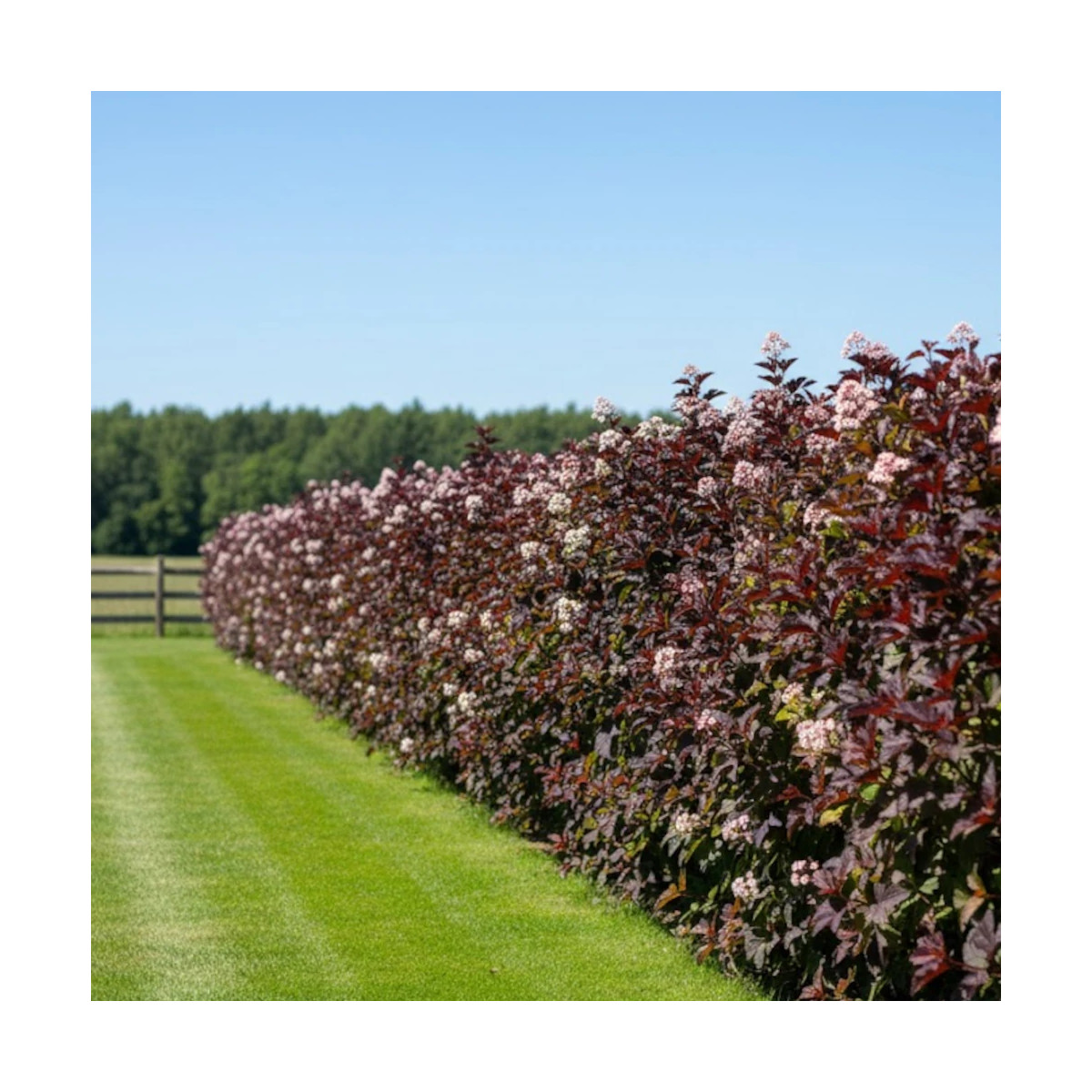 Physocarpus Black Light® 'Minbla3', Physocarpe Physocarpus Black Light® 'Minbla3', Physocarpe