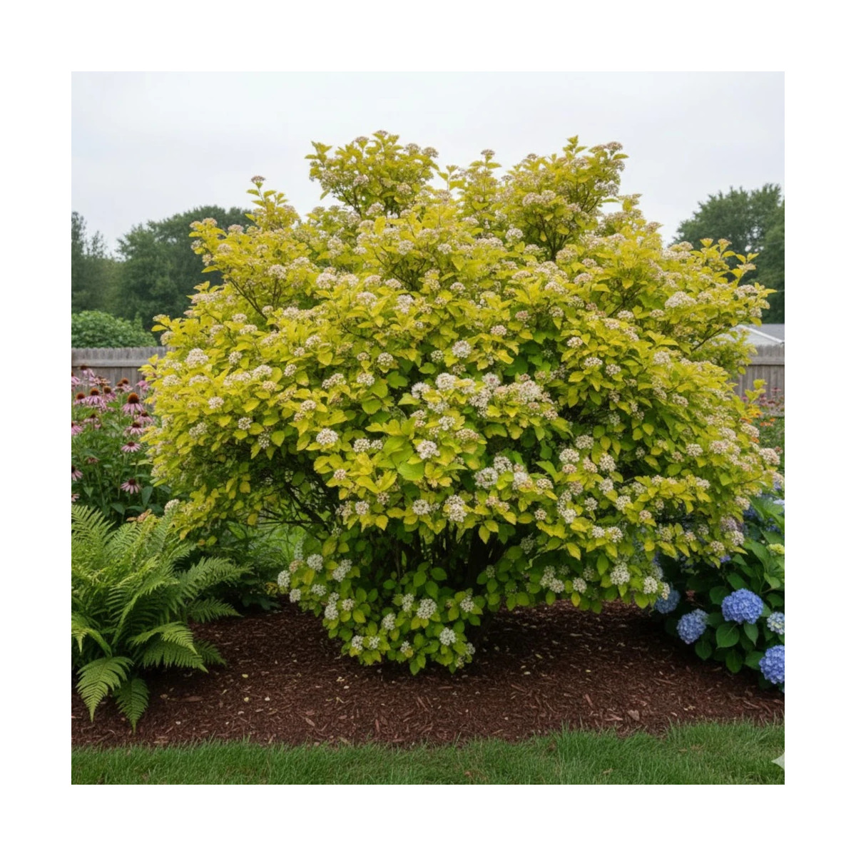 Physocarpus Raspberry Lemonade® 'ZLEYel2', Physocarpe