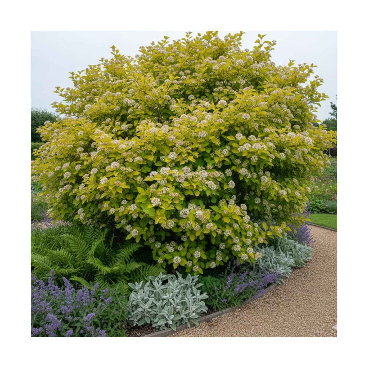 Physocarpus Raspberry Lemonade® 'ZLEYel2', Physocarpe