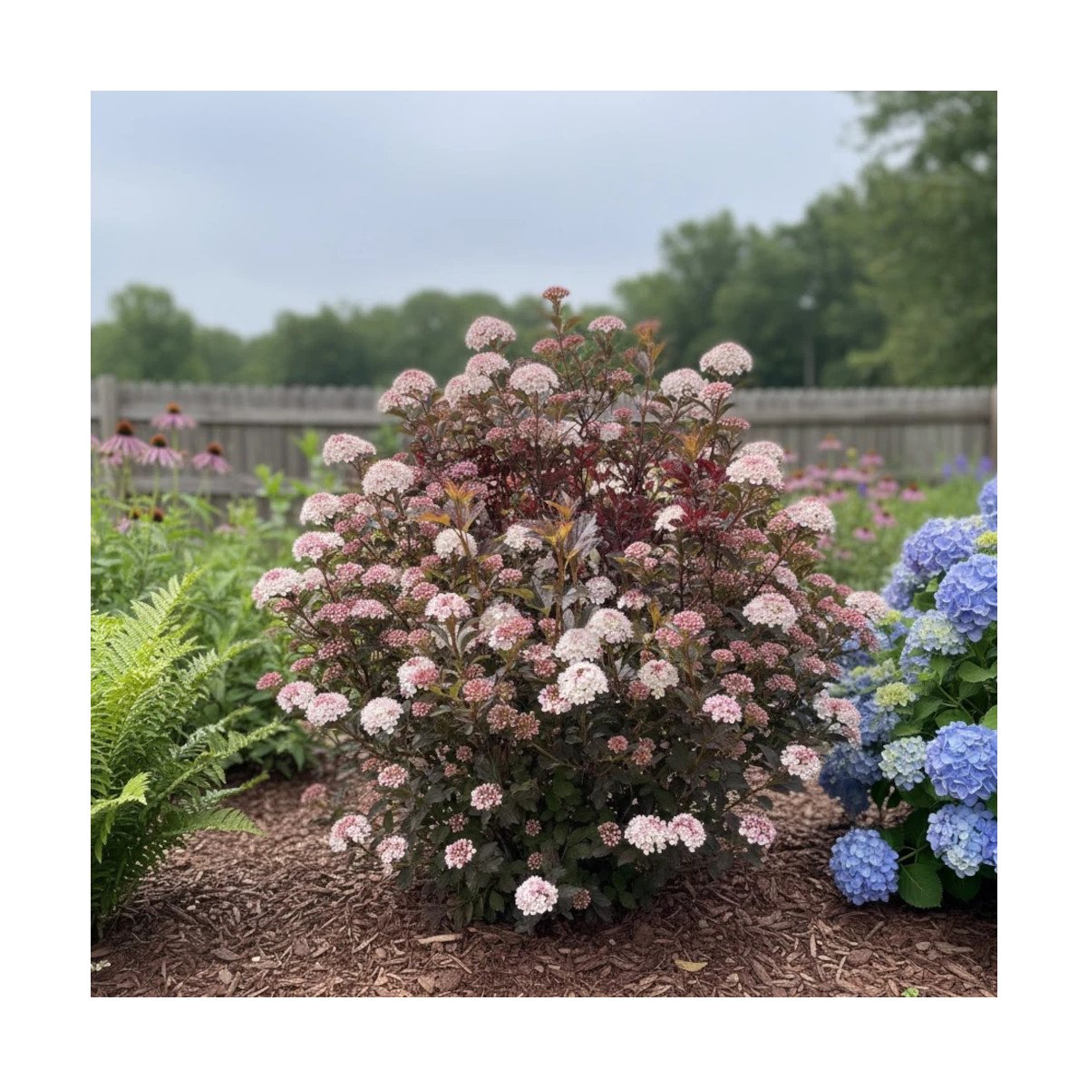 Physocarpus Tiny Wine® - SILENCE, ça pousse !, Physocarpe