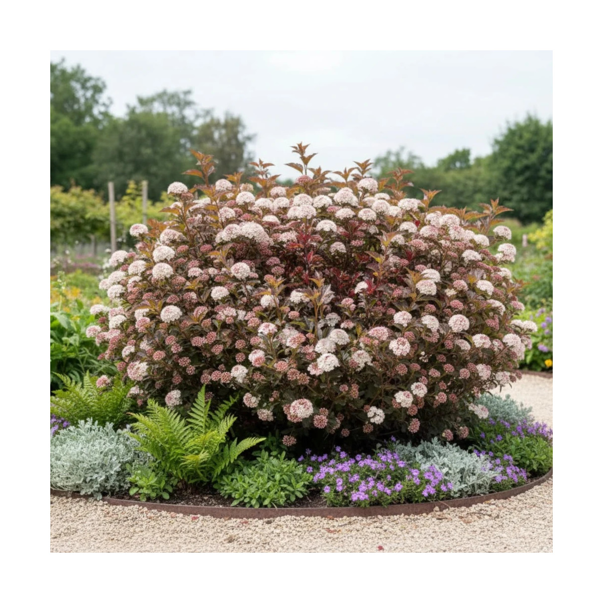 Physocarpus Tiny Wine® - SILENCE, ça pousse !, Physocarpe