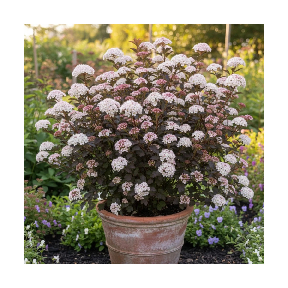 Physocarpus Tiny Wine® - SILENCE, ça pousse !, Physocarpe